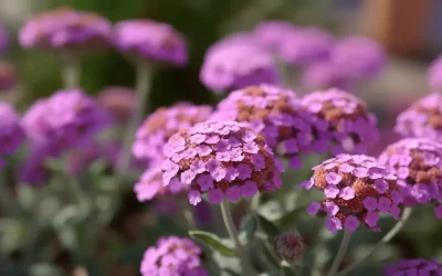 Verveine de Buenos Aires : La Vivace Facile et Graphique Pour Votre Jardin