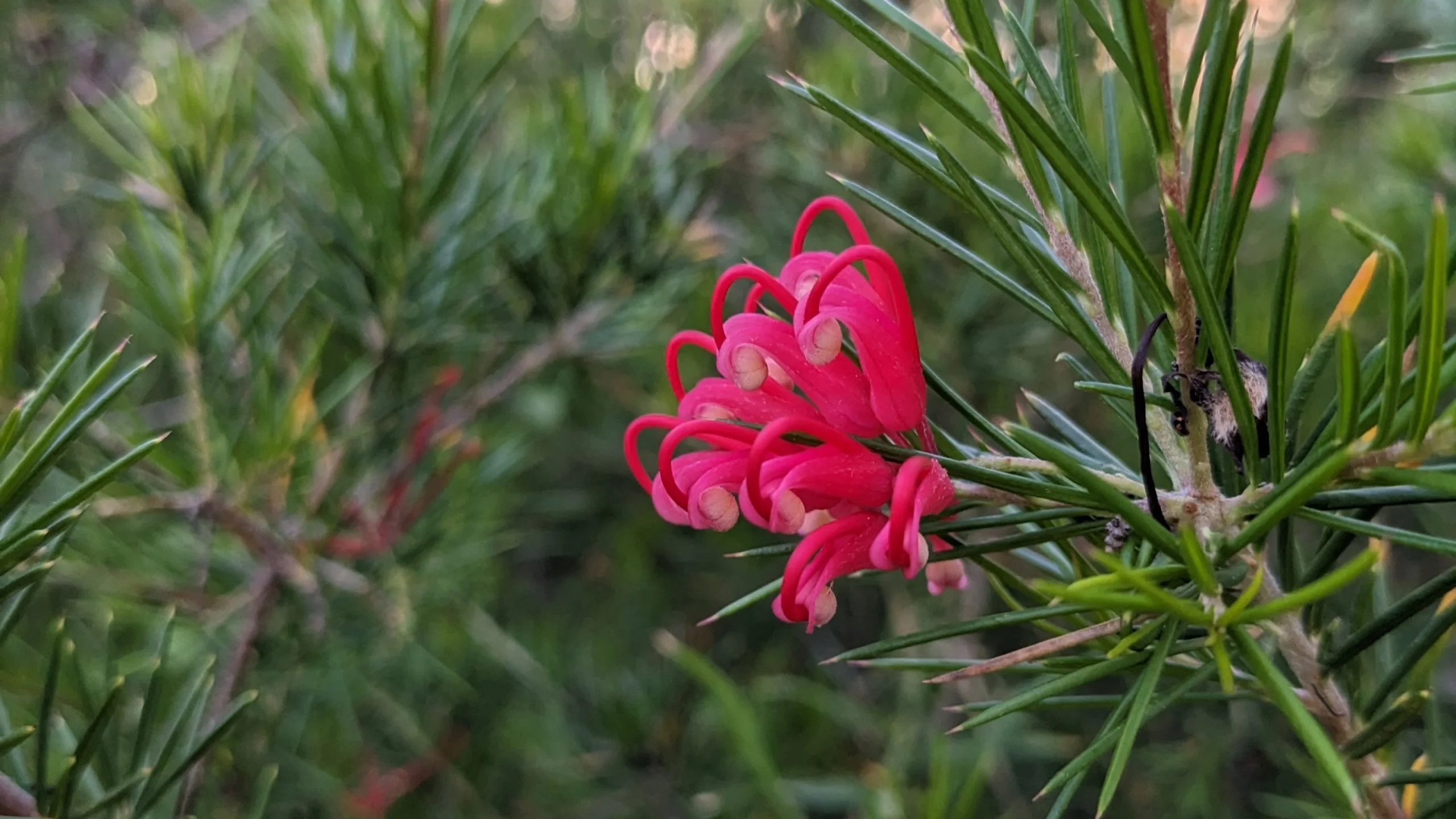 Grevillea Le guide ultime pour un jardin sec élégant
