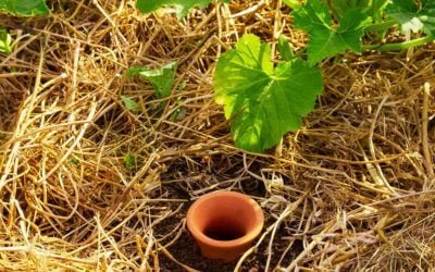 Les oyas : découvrez le secret de cette technique d’arrosage ancestrale