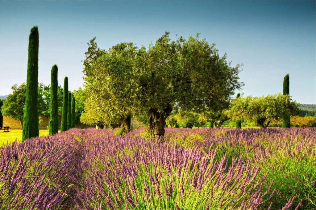 Valoriser l'olivier dans votre jardin
