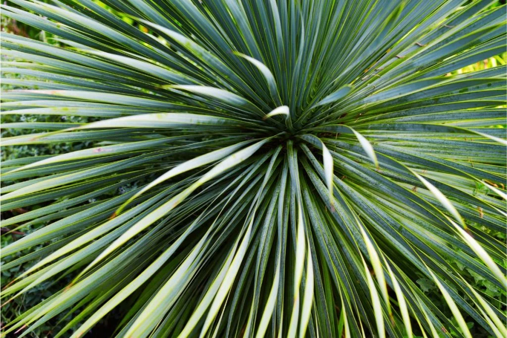 Yucca rostrata