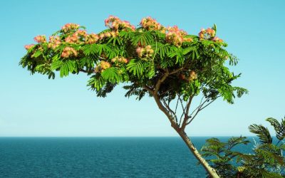 Albizia, un arbre taillé pour les jardins secs