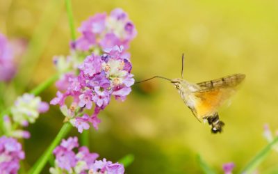 Papillon colibri : Quel est cet insecte que nous voyons souvent dans nos jardin sec