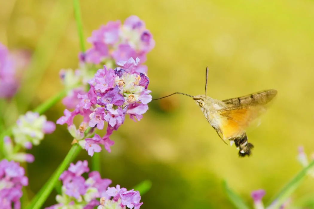 Papillon-colibri-Quel-est-cet-insecte-que-nous-voyons-souvent-dans-nos-jardin-sec Papillon colibri Quel est cet insecte que nous voyons souvent dans nos jardin sec
