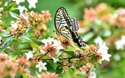 Abelia Grandiflora, un arbuste résistant à la sécheresse
