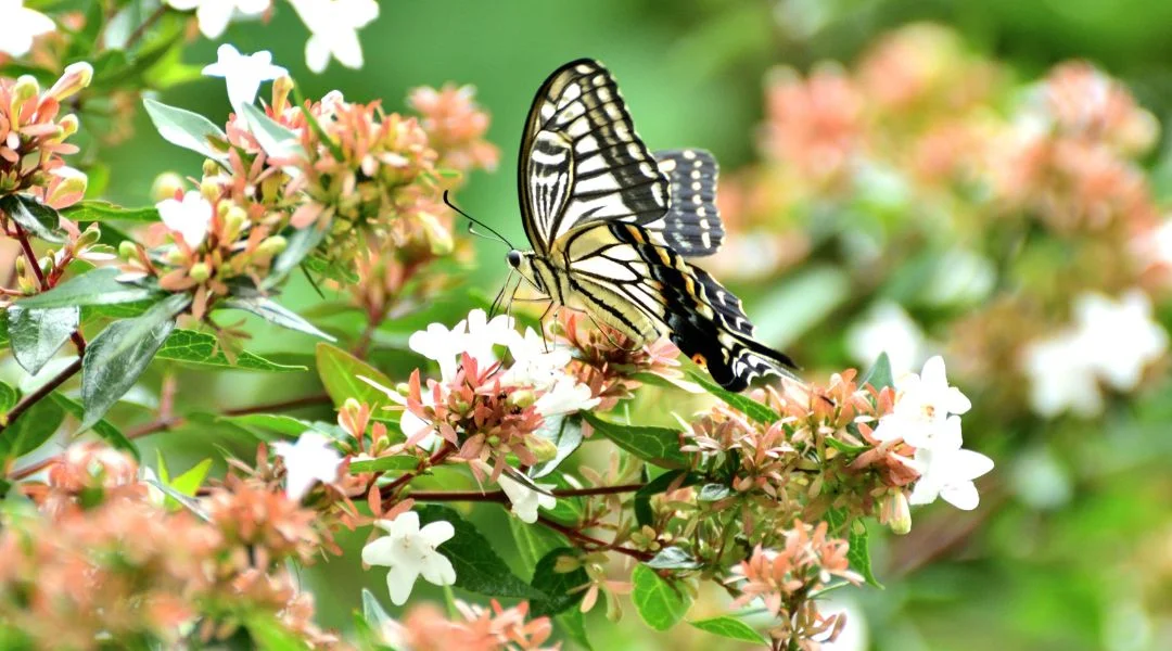 Abelia Grandiflora, un arbuste résistant à la sécheresse
