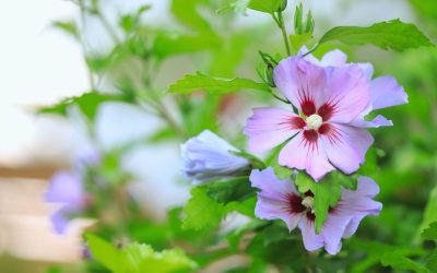 Cultiver l’hibiscus syriacus ou althéa dans un jardin sec : conseils et astuces
