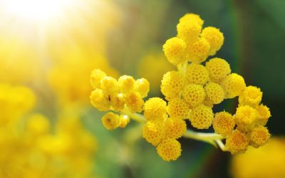 L’Immortelle d’Italie : La plante vivace idéale pour un jardin résilient