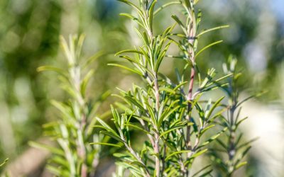 Le romarin, un classique du jardin sec