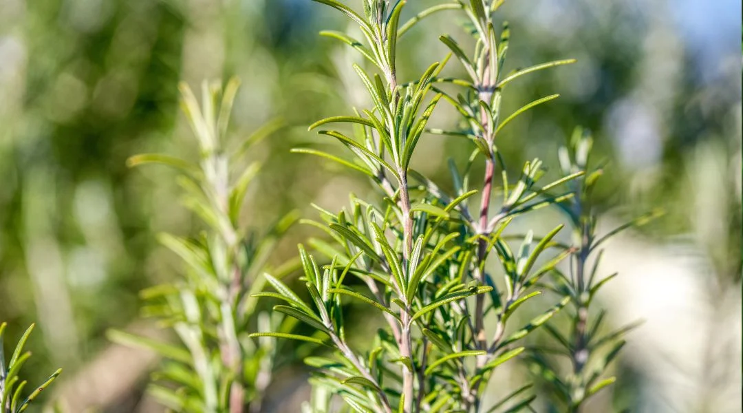Le romarin, un classique du jardin sec