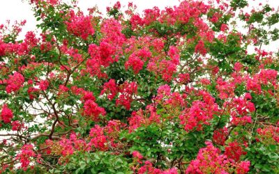 Lilas des Indes, un arbuste super résistant