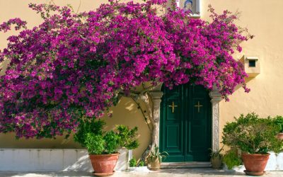 Planter, cultiver et entretenir un bougainvillier en climat sec