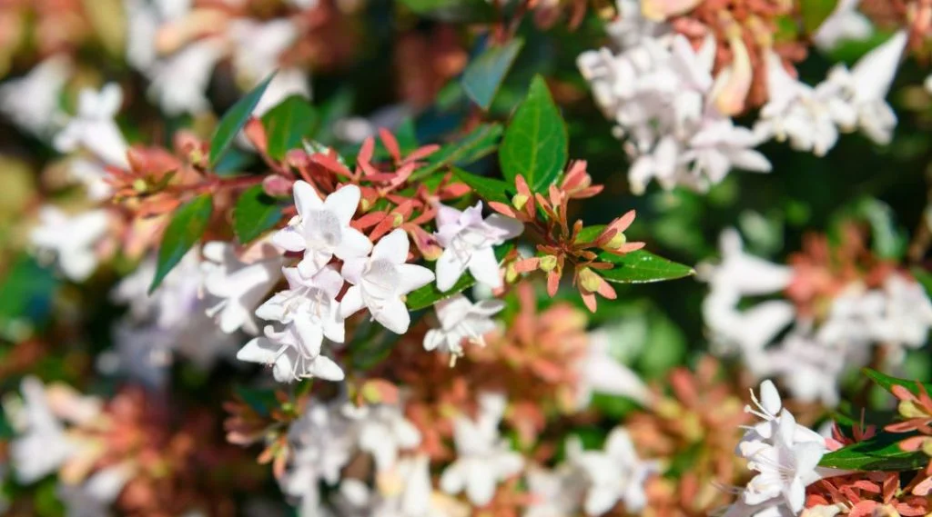 Ab&eacute;lia grandiflora