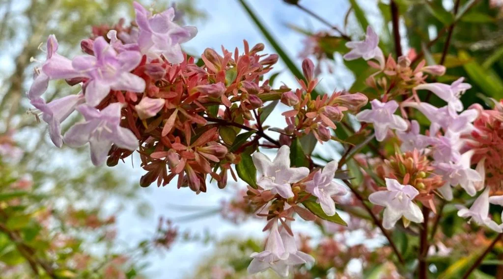 fleurs Ab&eacute;lia Grandiflora