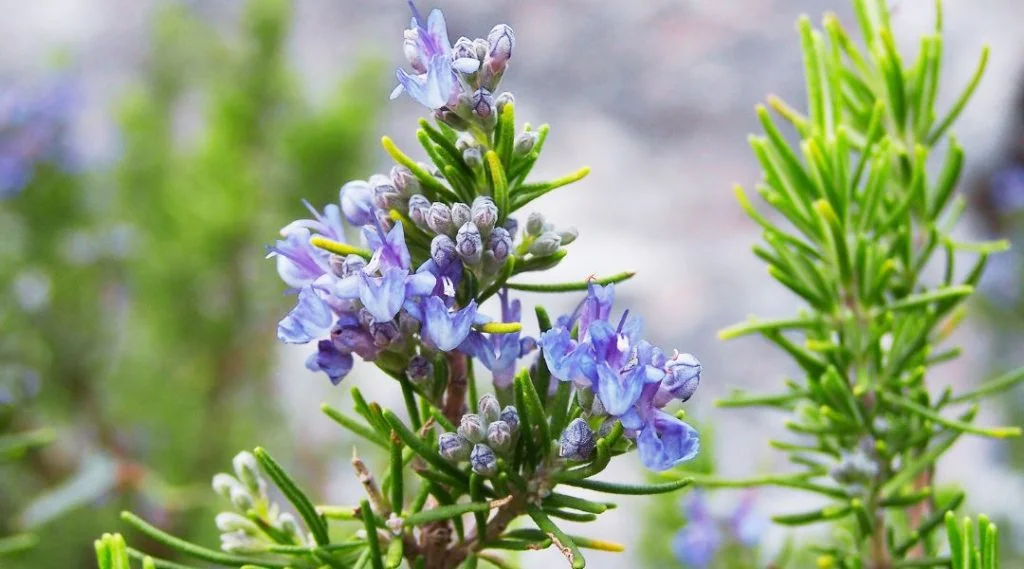fleurs de romarin