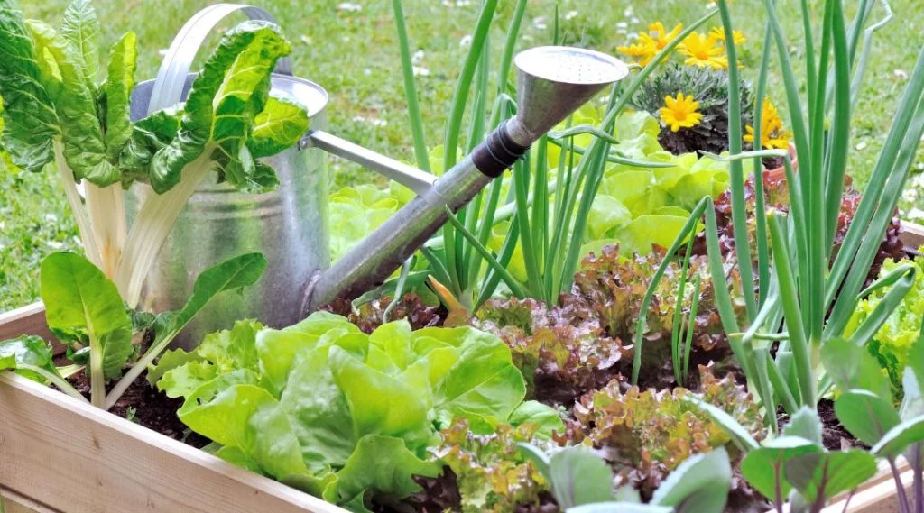 irrigation d'un carré de potager