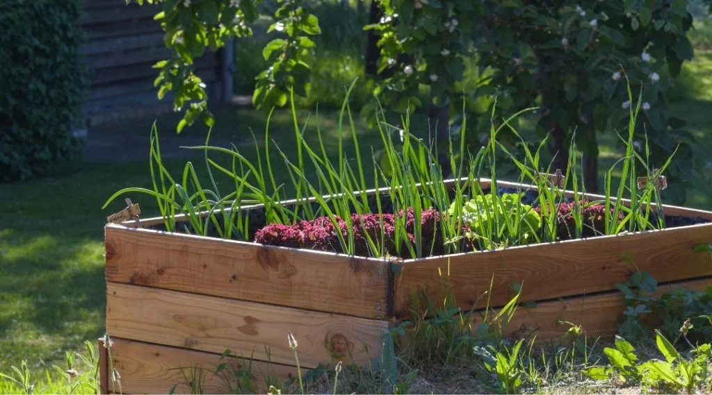 carré de potager