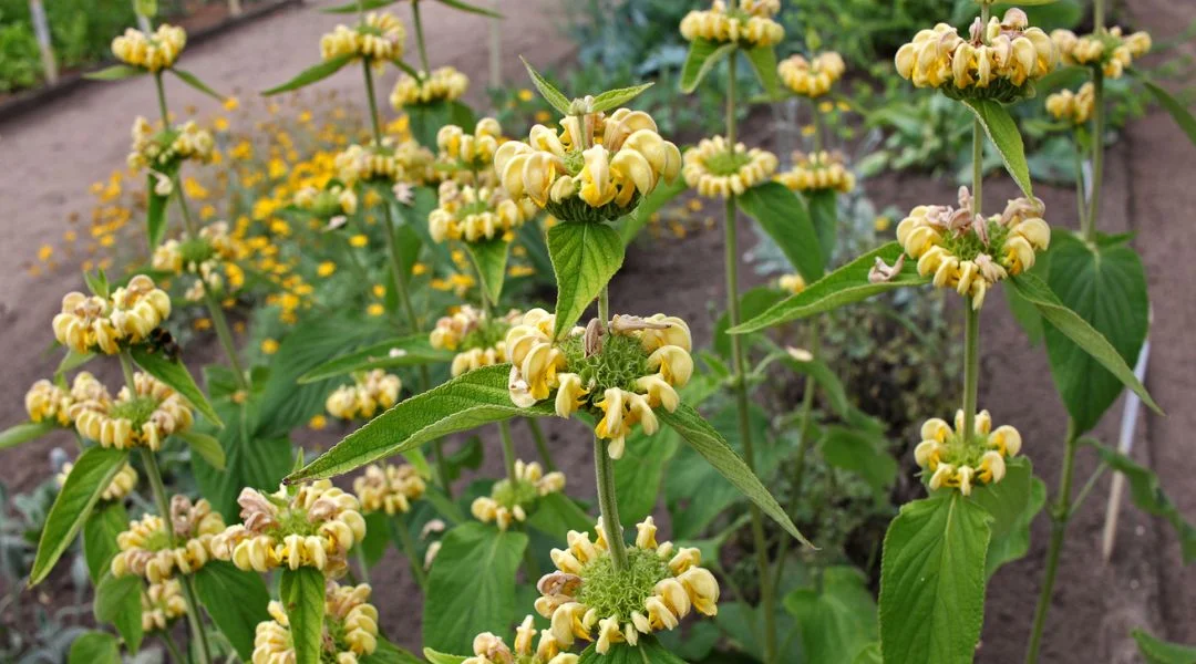 Le phlomis, ou sauge de Jérusalem, guide de culture de cette star du jardin sec