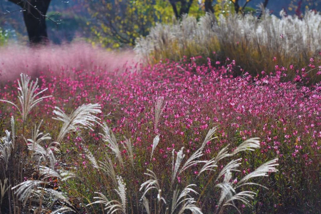 Association des gramin&eacute;es dans un jardin sec