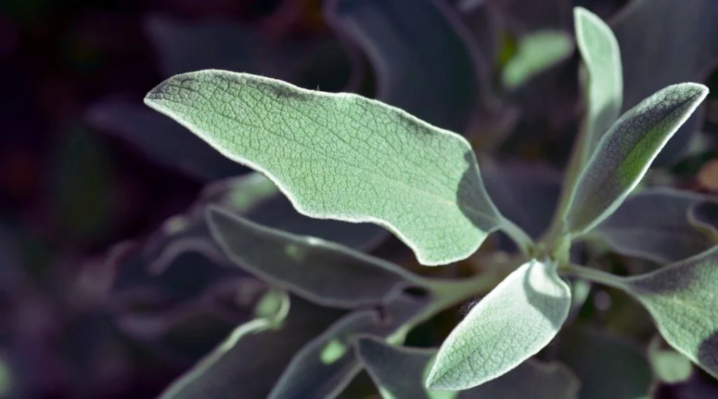 feuilles de phlomis ou sauge de j&eacute;rusalem
