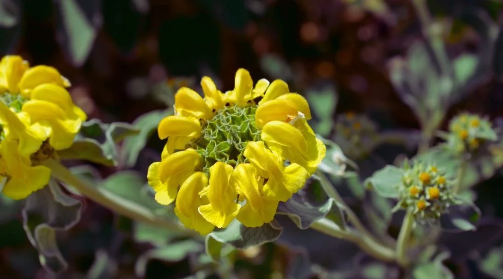 fleur de phlomis ou sauge de j&eacute;rusalem