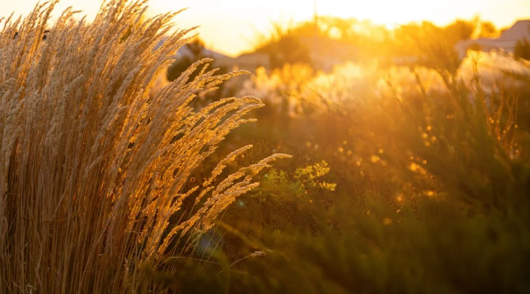 5 graminées résistante à la sécheresse