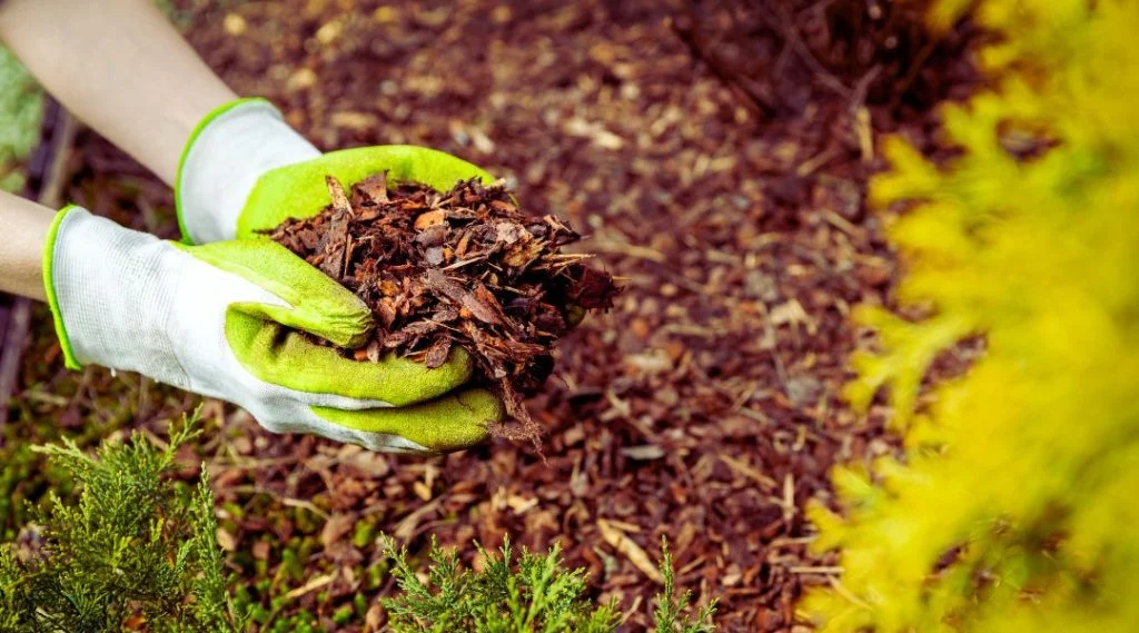 Le paillage du sol contre les mauvaises herbes au jardin sec