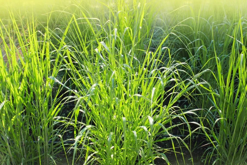 le panic &eacute;rig&eacute;, gramin&eacute;e r&eacute;sistante &agrave; la s&eacute;cheresse