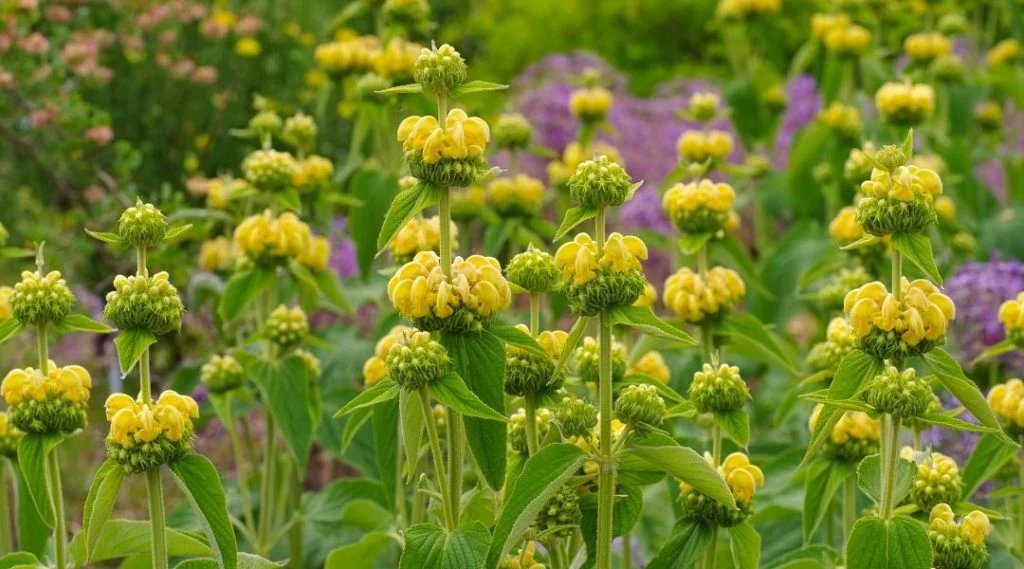phlomis dans un jardin sec