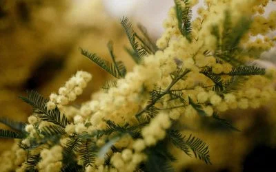 Le mimosa, culture en jardin sec : guide complet