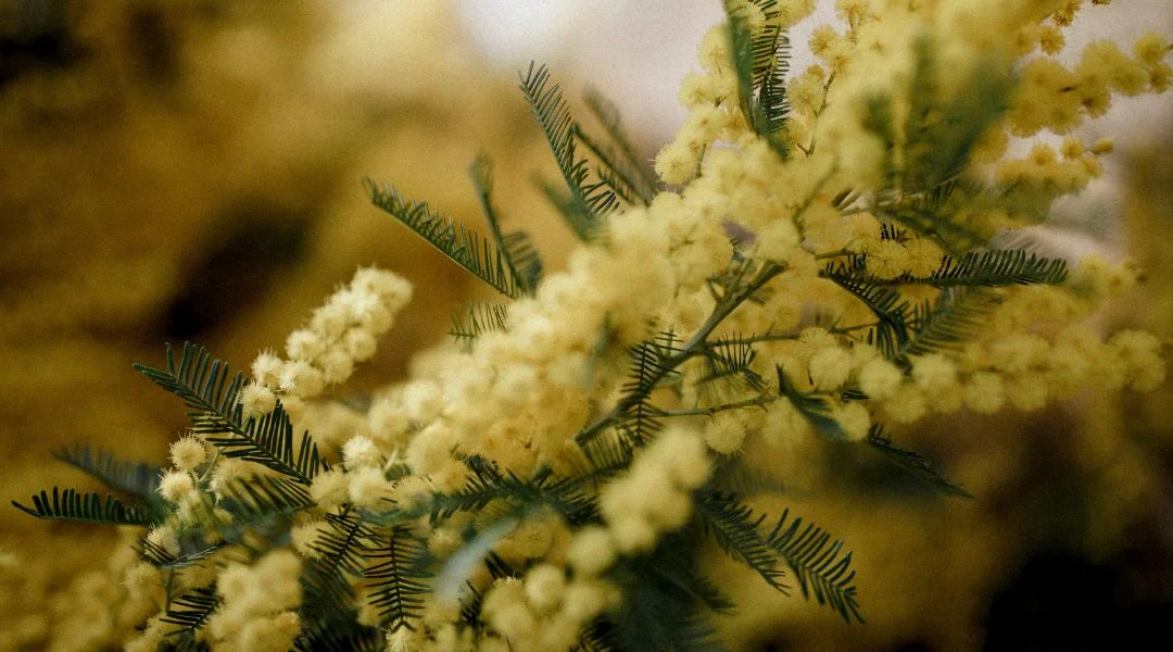 Le mimosa, culture en jardin sec, le guide complet
