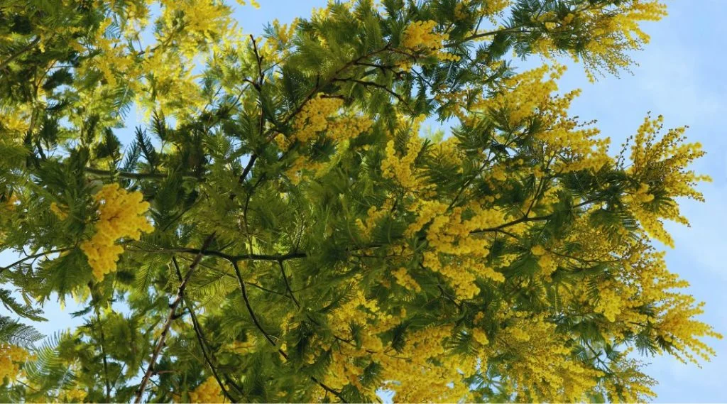 culture du Mimosa dans un jardin sec, entretien