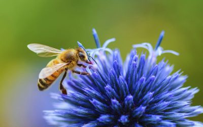 L’importance des abeilles dans l’écosystème du jardin