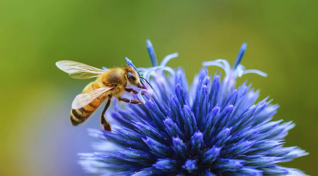 L'importance des abeilles dans l'écosystème du jardin