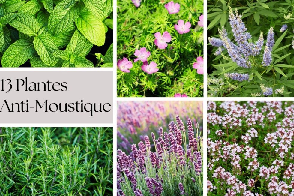 Quelle Plante Anti Moustique