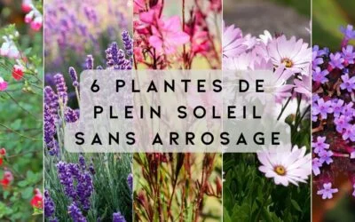 6 Plantes Vivaces Résistantes au Plein Soleil Sans Arrosage