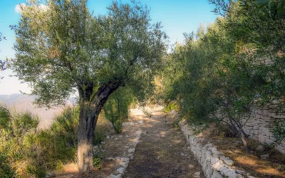 Valoriser les arbres méditerranéens dans votre jardin