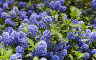 Tout Savoir Sur Le Céanothe : Un Arbuste Aux Fleurs Bleues Spectaculaires