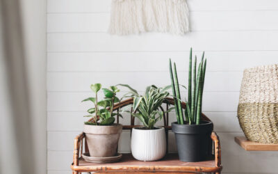 Pourquoi investir dans un porte-plante ?