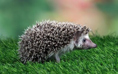 Identifier les crottes de hérisson : guide pratique pour les jardiniers