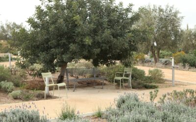 Comment adapter son jardin au stress hydrique : stratégies de résilience face aux étés secs