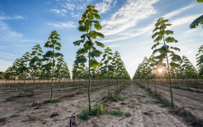 Alti Paulownia : l’arbre du futur au service de la rentabilité et de l’environnement 
